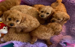 Cavapoo dogs for sale: F1 cavapoo,puppies, girls and boys available - Image 2