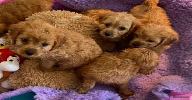 Cavapoo dogs - Advert 4