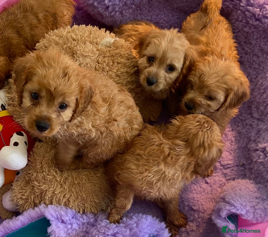 Cavapoo dogs for sale: F1 cavapoo,puppies, girls and boys available - Image 2