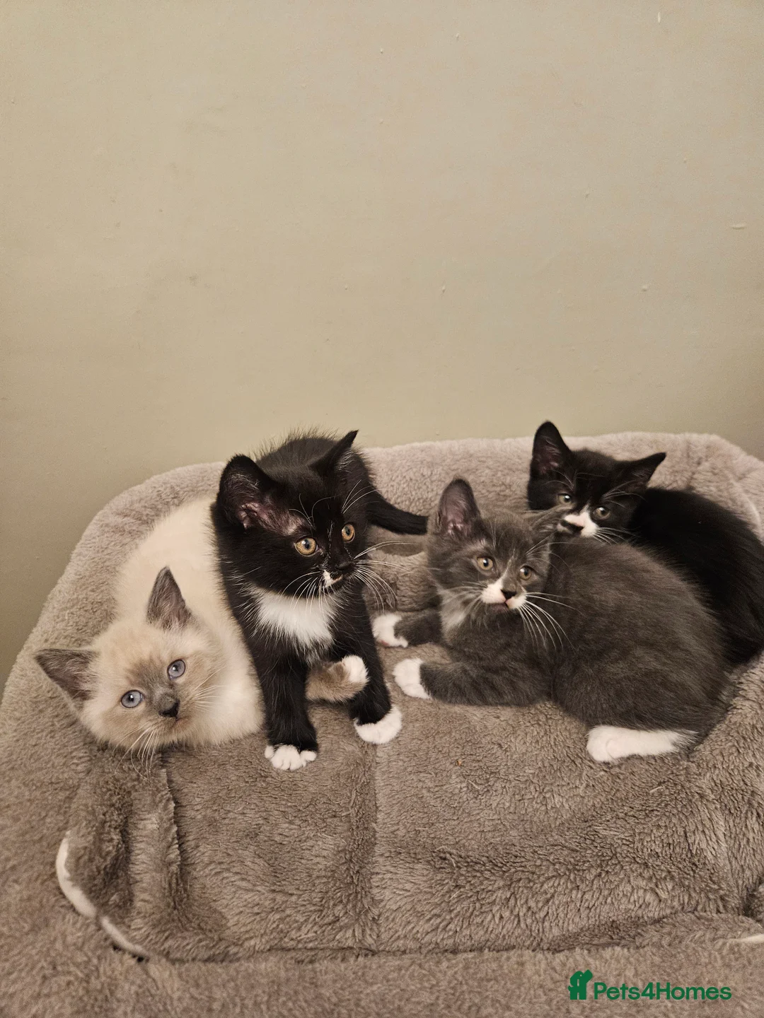 Mixed Breed cats for sale: Beautiful, Playful Kittens- Ready for Loving Homes - Advert 1