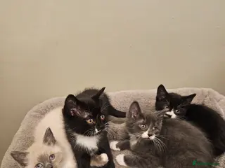 Mixed Breed cats Beautiful, Playful Kittens- Ready for Loving Homes - Advert 3