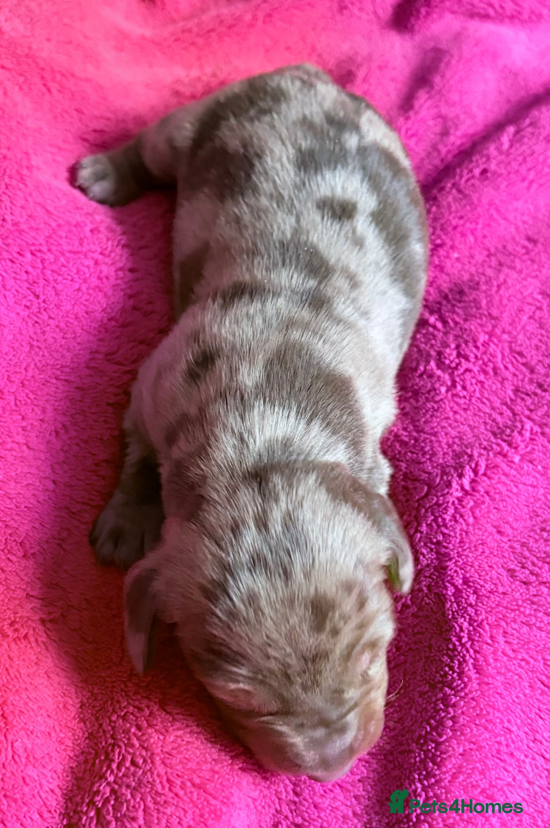 Dachshund dogs for sale: Standard Dachshund Puppies  - Image 13