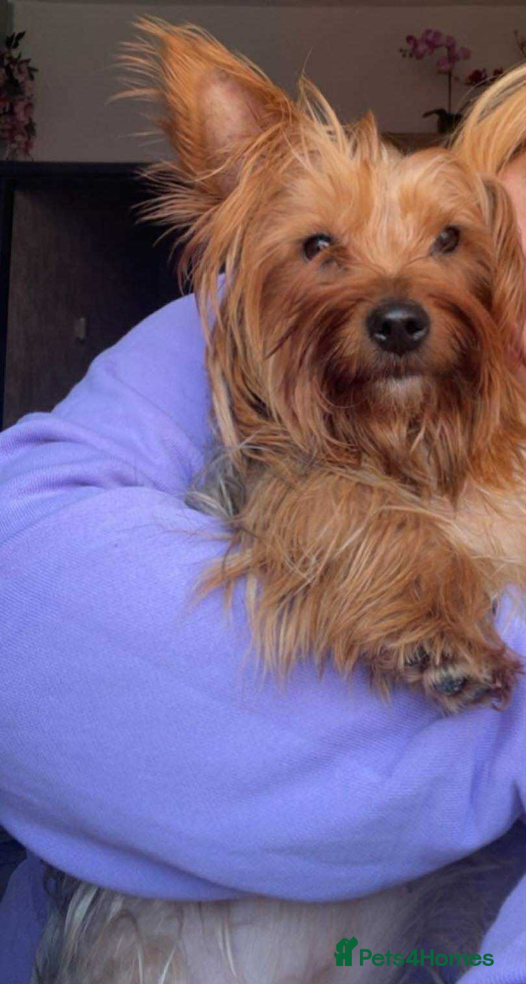 Yorkshire Terrier dogs for sale: 6 lovely Yorkshire puppies  - Image 15