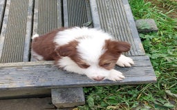 Bearded Collie dogs for sale: Red beardie collie pups  - Image 7