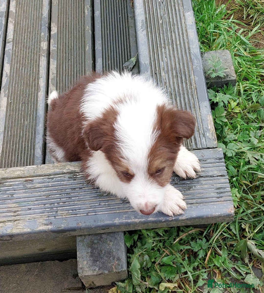 Bearded Collie dogs for sale: Red beardie collie pups  - Image 7