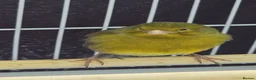 Canaries birds for sale: 1 canary left - Advert 2