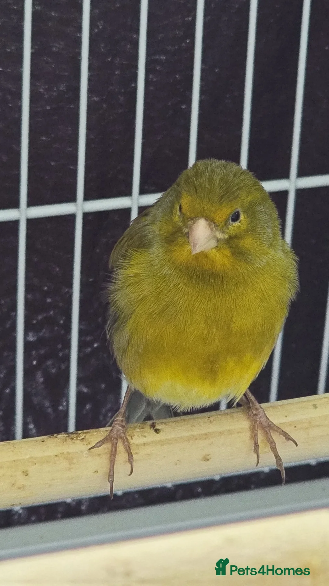 Canaries birds for sale: 1 canary left - Advert 2