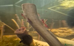 Shrimps fish for sale: Cherry shimps - Image 3