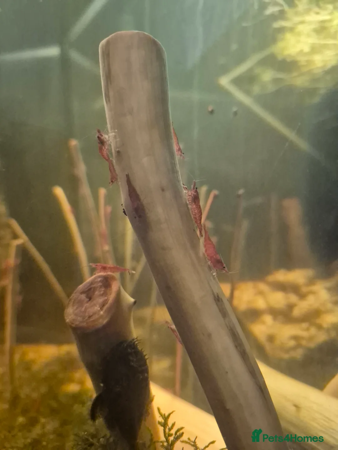 Shrimps fish for sale: Cherry shimps - Advert 3