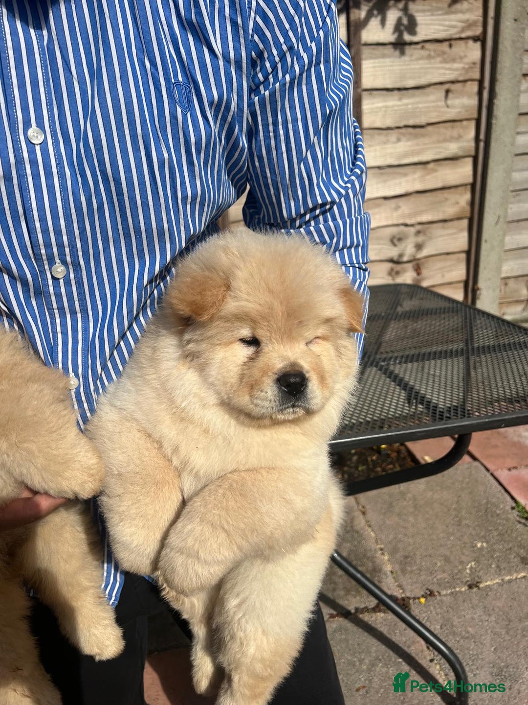 Chow Chow dogs for sale: Chow chow  - Image 4