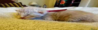 Maine Coon 6 - Cream Ginger 