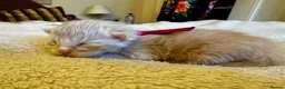 Maine Coon cats for sale: Champion GCCF Maine Coon kittens  - Advert 15