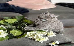 British Shorthair cats for sale: ✨Beautiful British Shorthair Kittens ✨ - Image 13