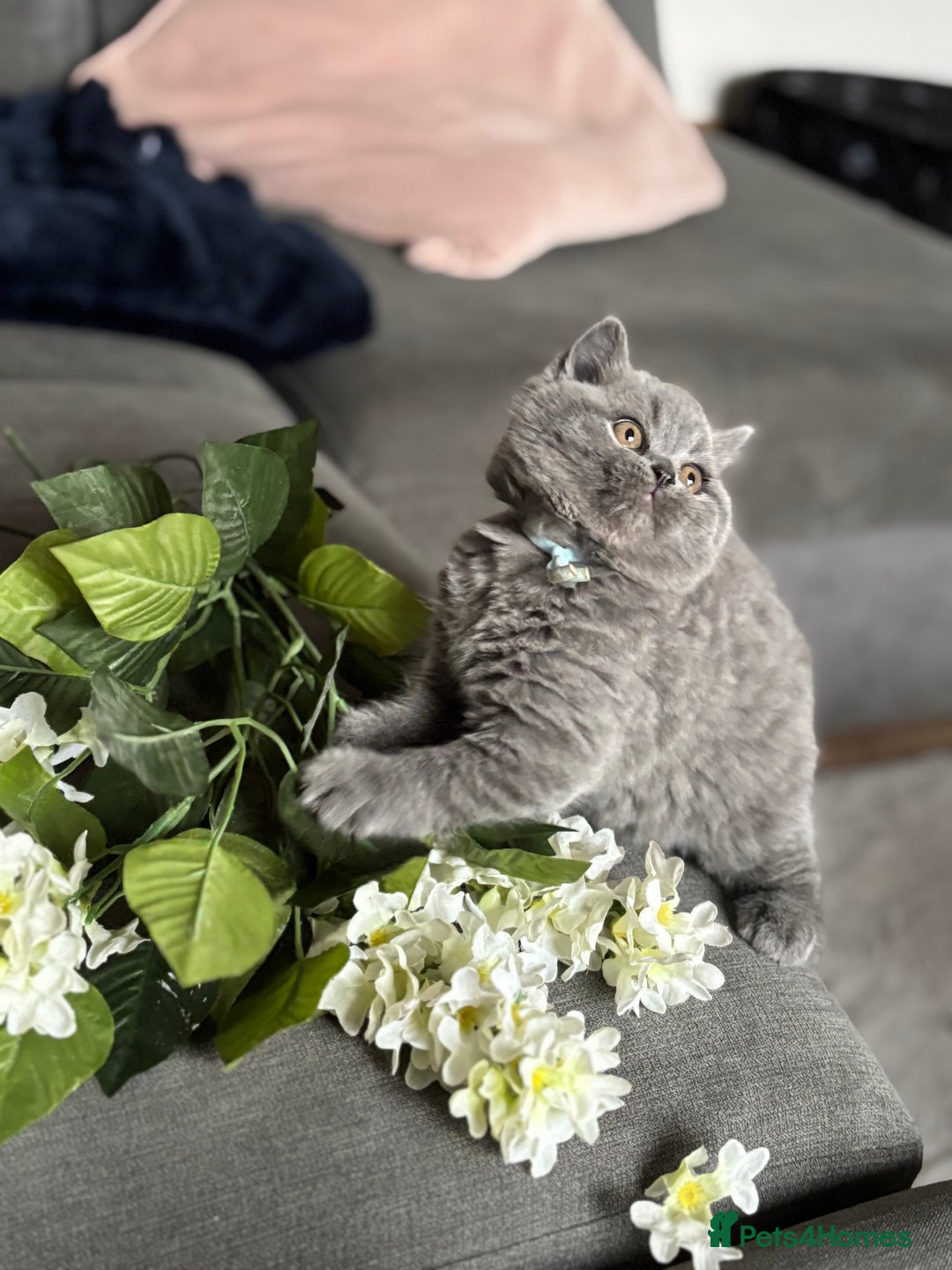 British Shorthair cats for sale: ✨Beautiful British Shorthair Kittens ✨ - Image 13