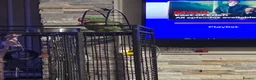 Parakeets birds for sale: Alexandrine male semi tame  - Advert 4