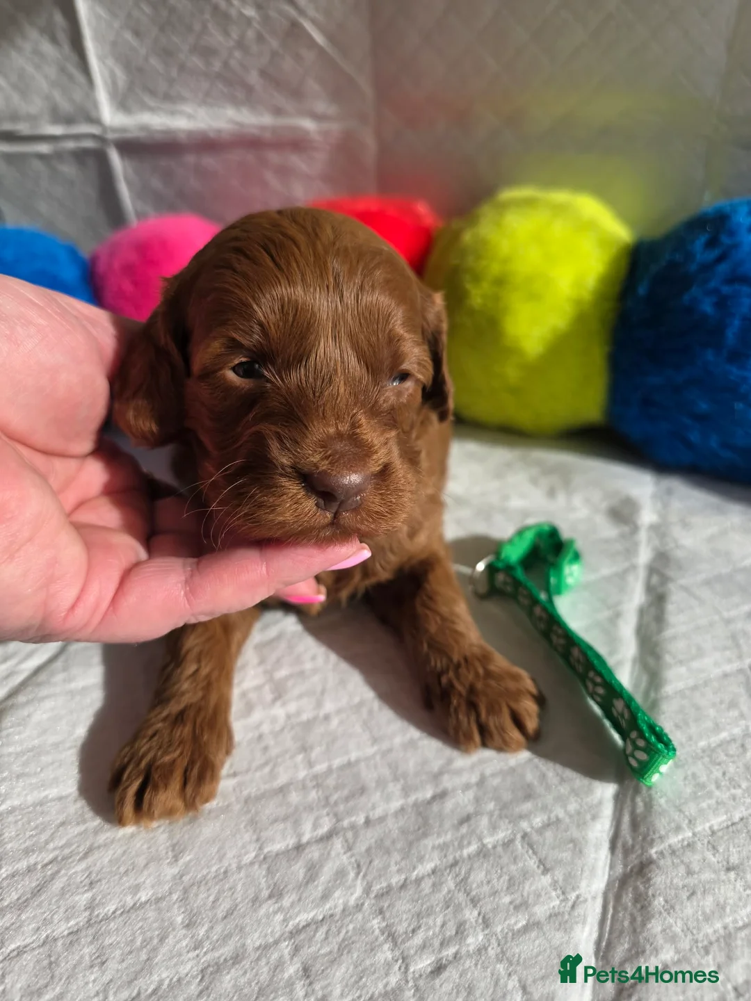 Goldendoodle dogs for sale: 👑 Australian Double Doodles Multigen Toy Bred👑 - Advert 2