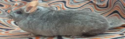 Chinchilla rodents for sale: Variety of chinchillas babys and adults - Advert 33