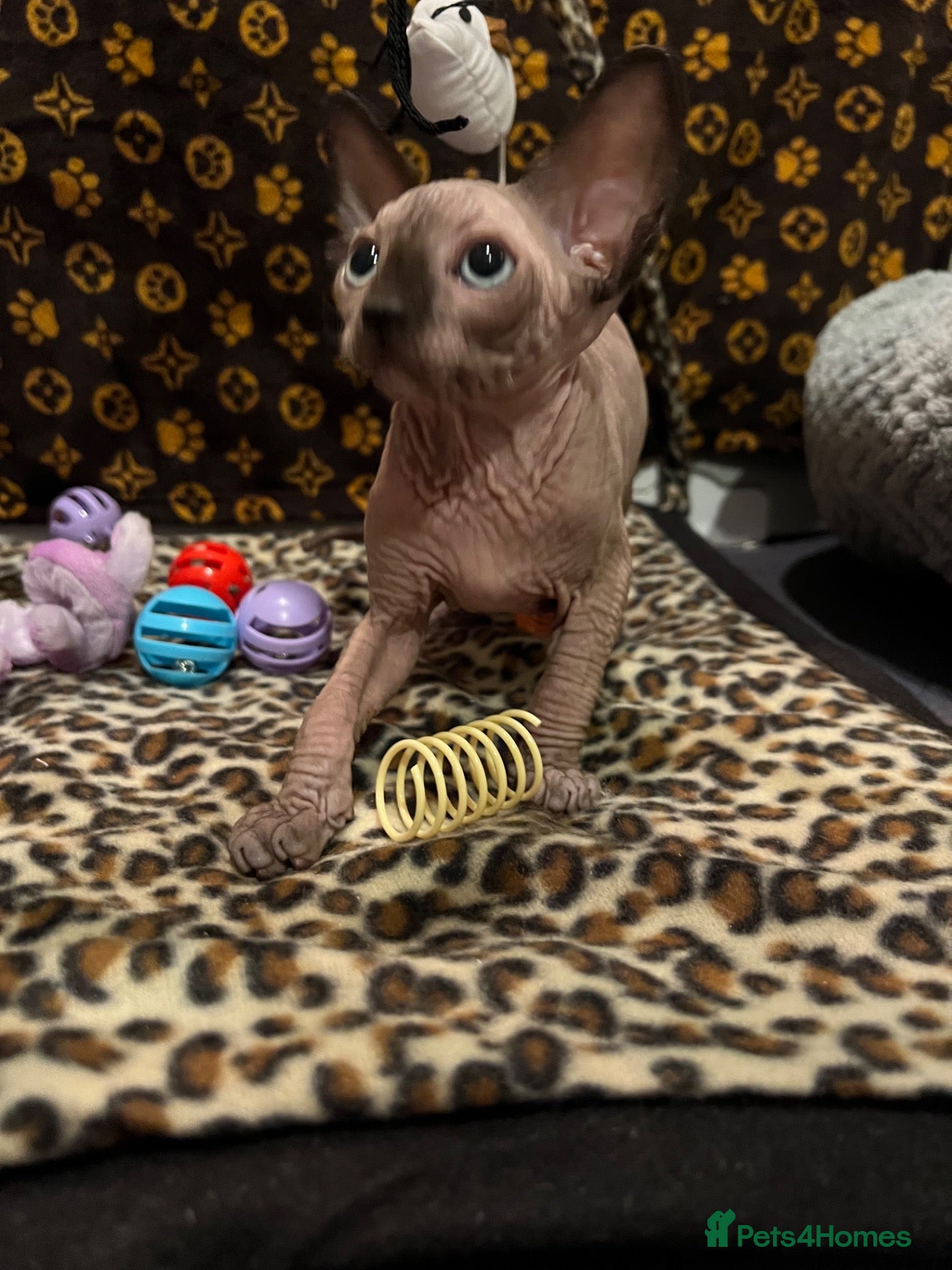 Sphynx cats 🐾 Beautiful Sphynx Kittens  ready to leave🐾 - Advert 2