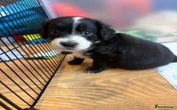 Cockapoo dogs for sale: !!!!LAST TWO MALES LEFT!!!!!  - Image 3