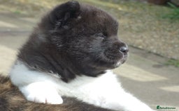 Akita dogs for sale: Quality Akita Babies (& KC Registered) - Image 33