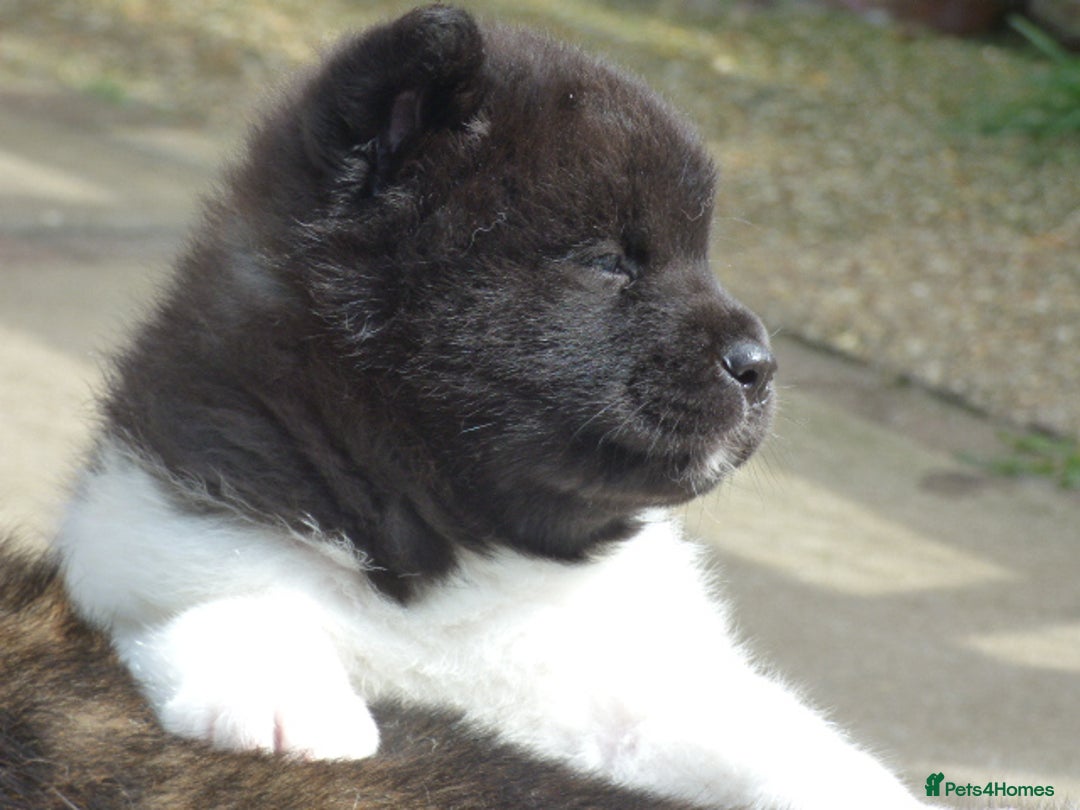 Akita dogs for sale: Quality Akita Babies (& KC Registered) - Image 33