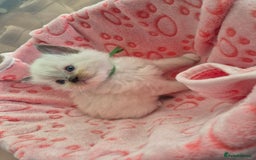 Ragdoll cats for sale: Beautiful Ragdoll Kittens, GCCF & Tica Registered - Image 5