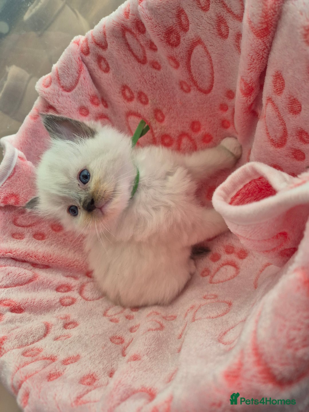 Ragdoll cats for sale: Beautiful Ragdoll Kittens, GCCF & Tica Registered - Image 5