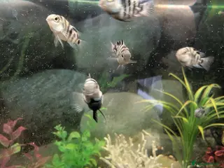 Cichlids fish Blue parrot fish - Advert 9