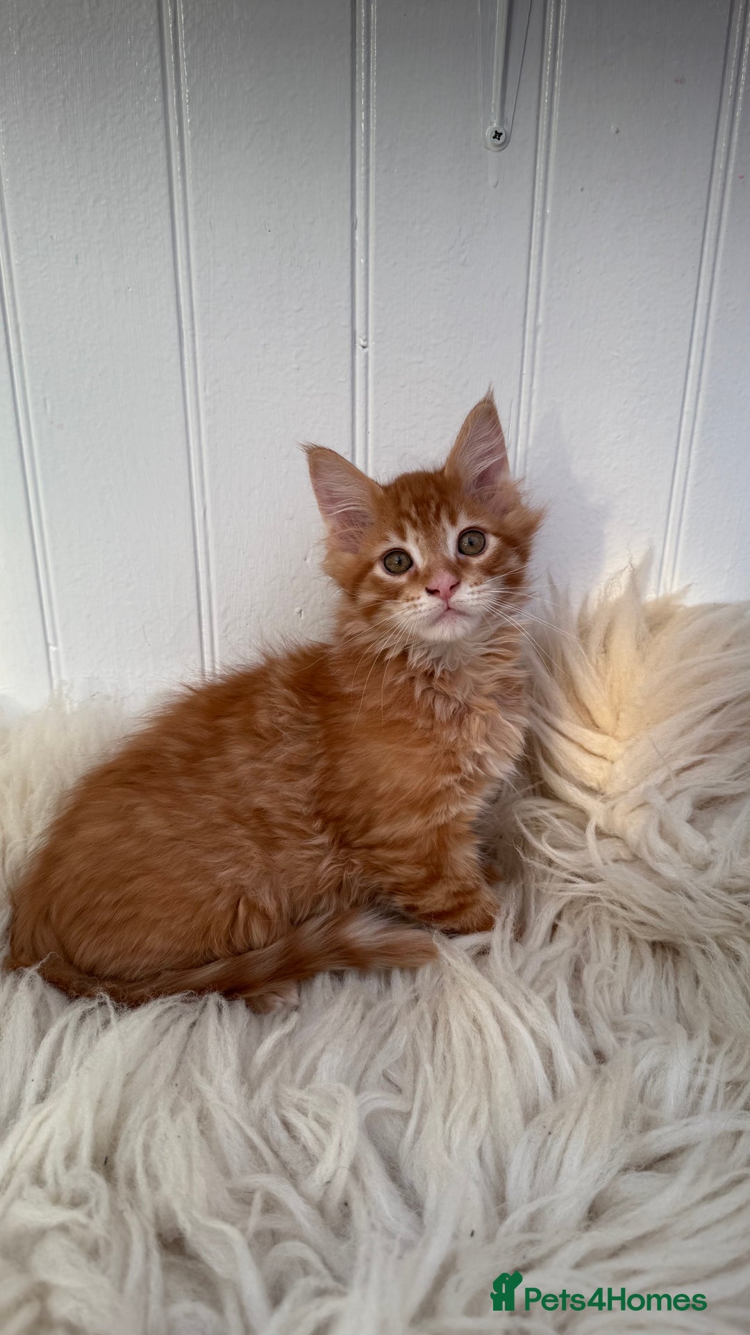 Maine Coon cats for sale: Last Two Gccf Maine Coons Boys Available - Advert 20