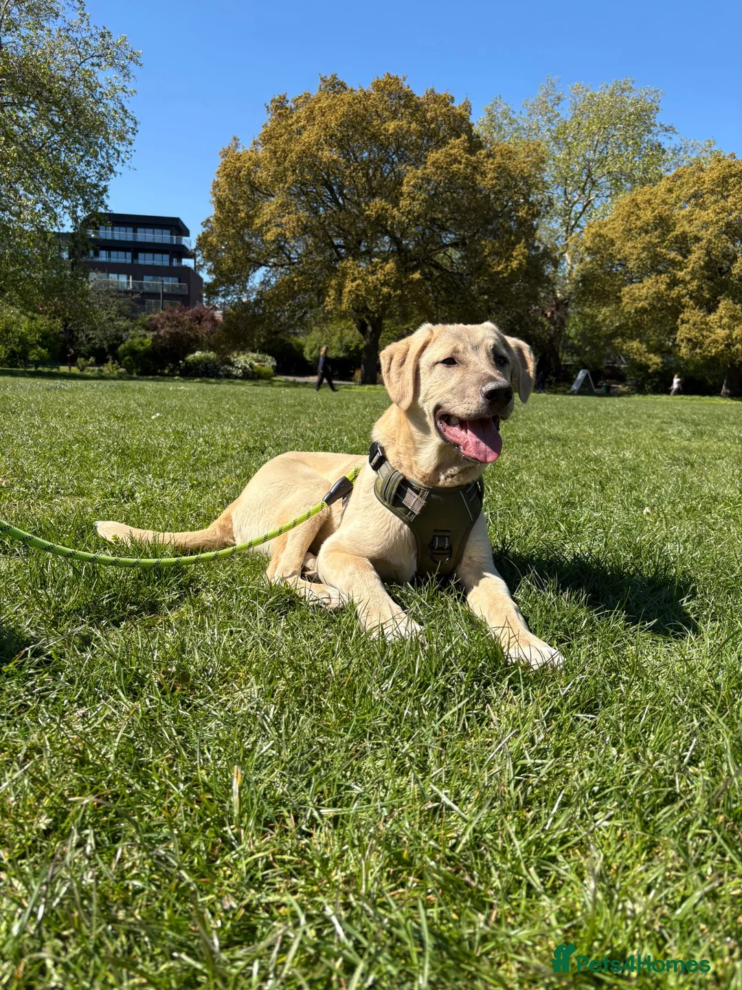 Anatolian Shepherd dogs for adoption: Teddy – 7 Months Old-Perfect with Kids, Dogs, Cats - Advert 1