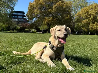 Anatolian Shepherd dogs Teddy – 7 Months Old-Perfect with Kids, Dogs, Cats - Advert 17