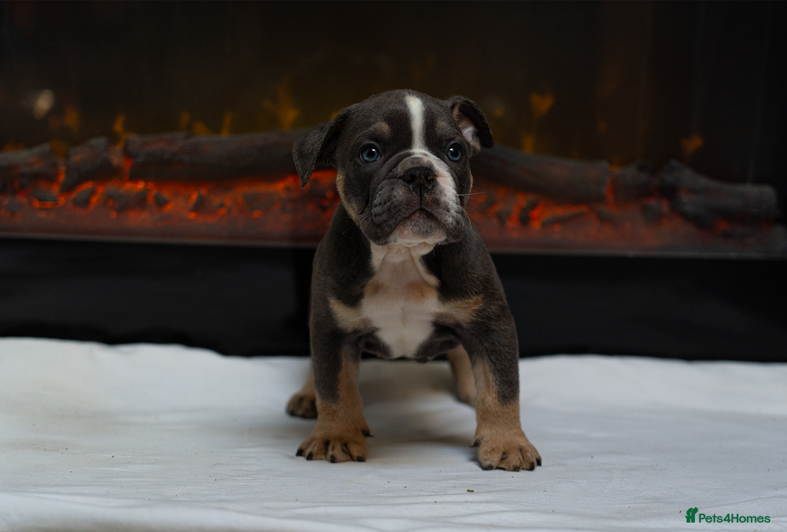 English Bulldog dogs English bulldogs PUPPIES only 4 pups left - Advert 2