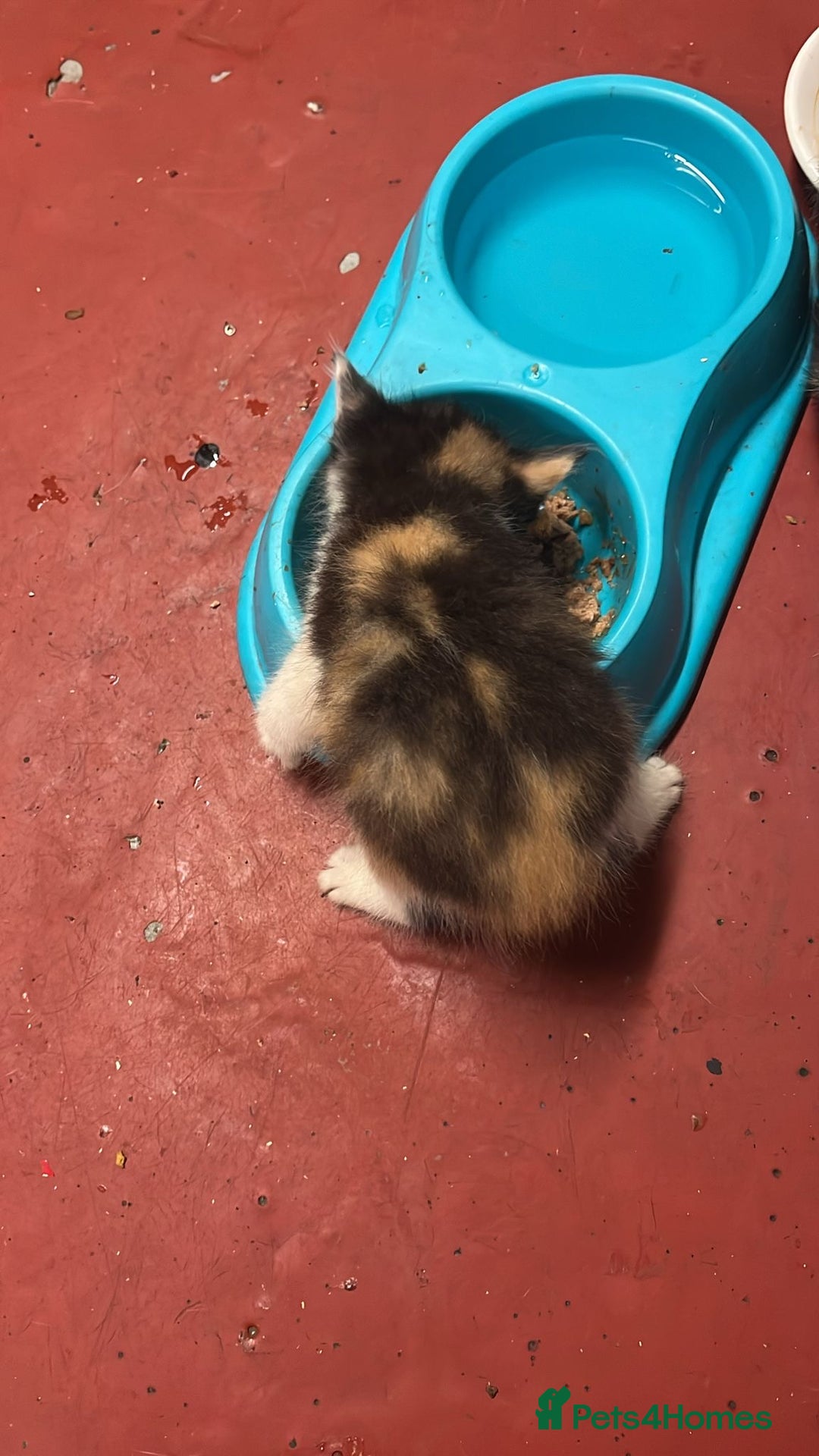 Mixed Breed cats for sale: 3 beautiful kittens - Image 6