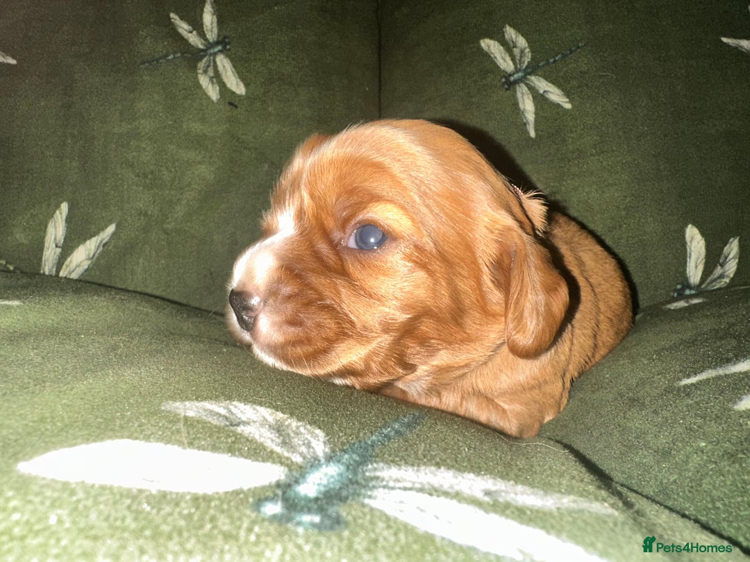 Cockalier dogs for sale: Cockalier puppies  - Advert 27