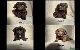 Cockapoo dogs for sale: F1B cockapoos - Image 2