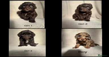 Cockapoo dogs - Advert 15
