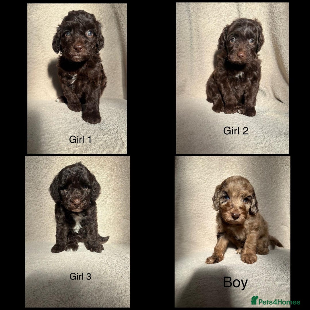 Cockapoo dogs for sale: F1B cockapoos - Image 2