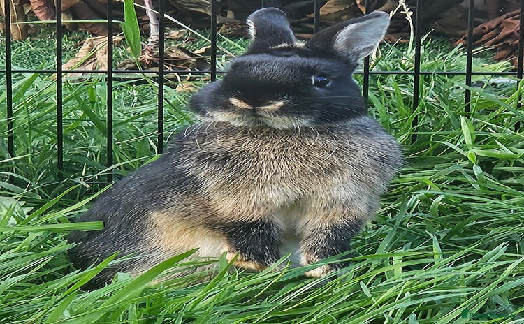 Mini Lop rabbits - Advert 3