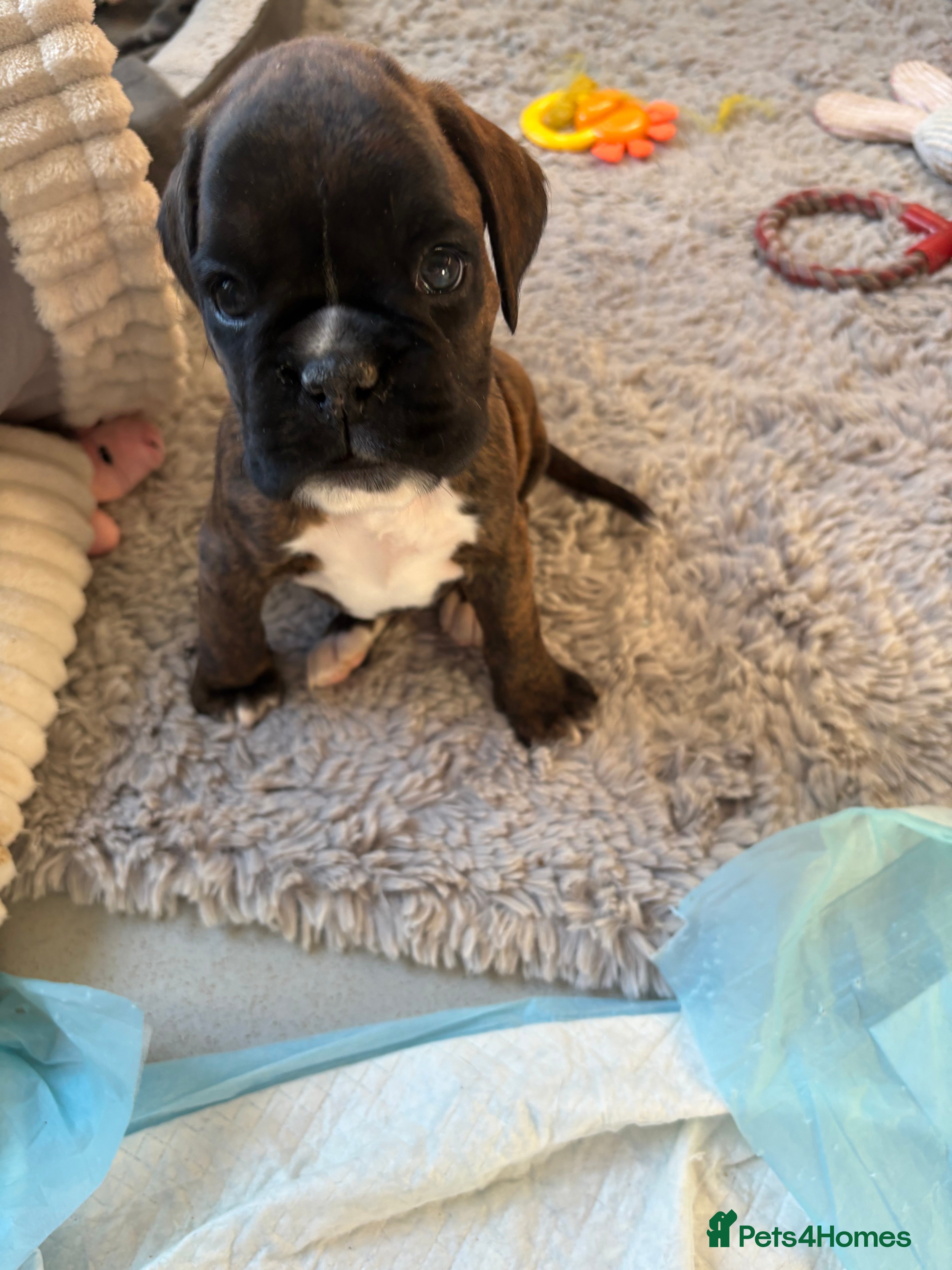 Boxer dogs LAST 2 KC girls available  - Advert 4