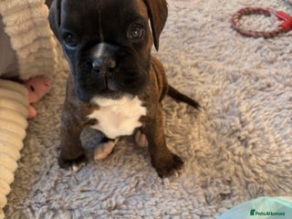 Boxer dogs LAST 2 KC girls available - Advert 4