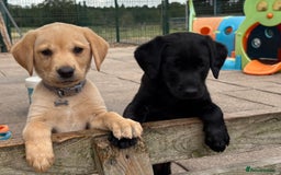 Labrador Retriever dogs for sale: Gorgeous KC, Black, Yellow & Fox Red Labs - Image 4