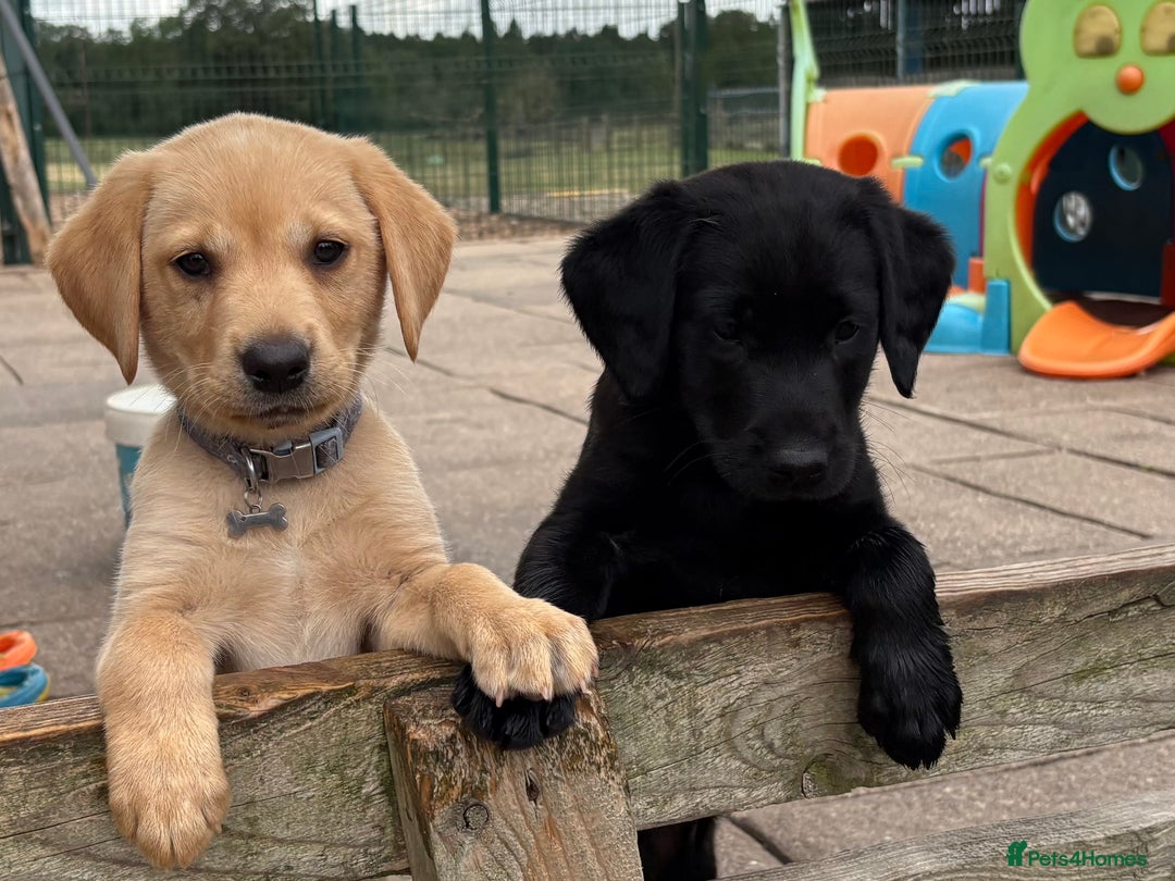 Labrador Retriever dogs for sale: Gorgeous KC, Black, Yellow & Fox Red Labs - Image 4