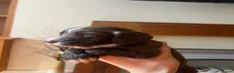 Cocker Spaniel dogs for sale: Cocker spaniel pups - Kc registered  - Advert 9