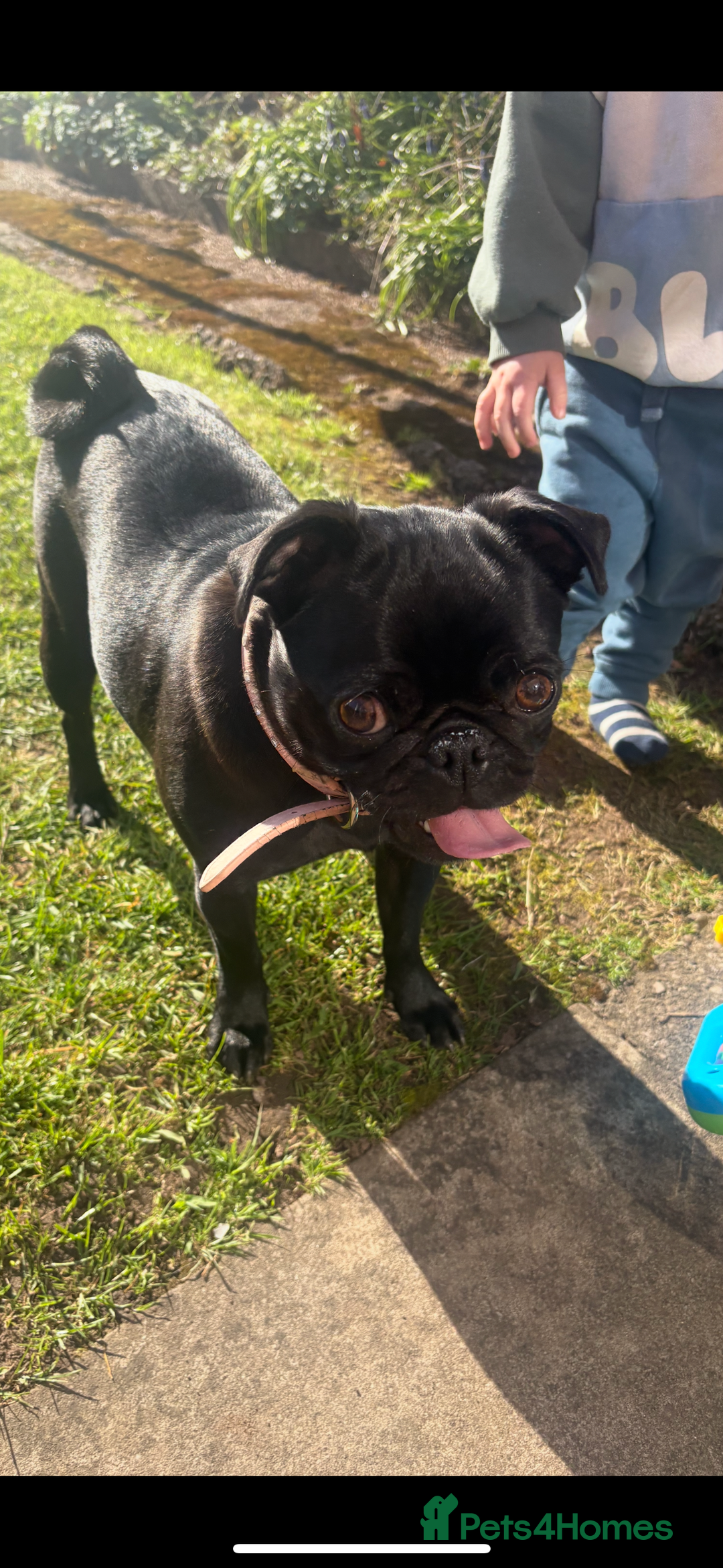 Pug dogs for sale: Beautiful pug sadly for sale - Image 3