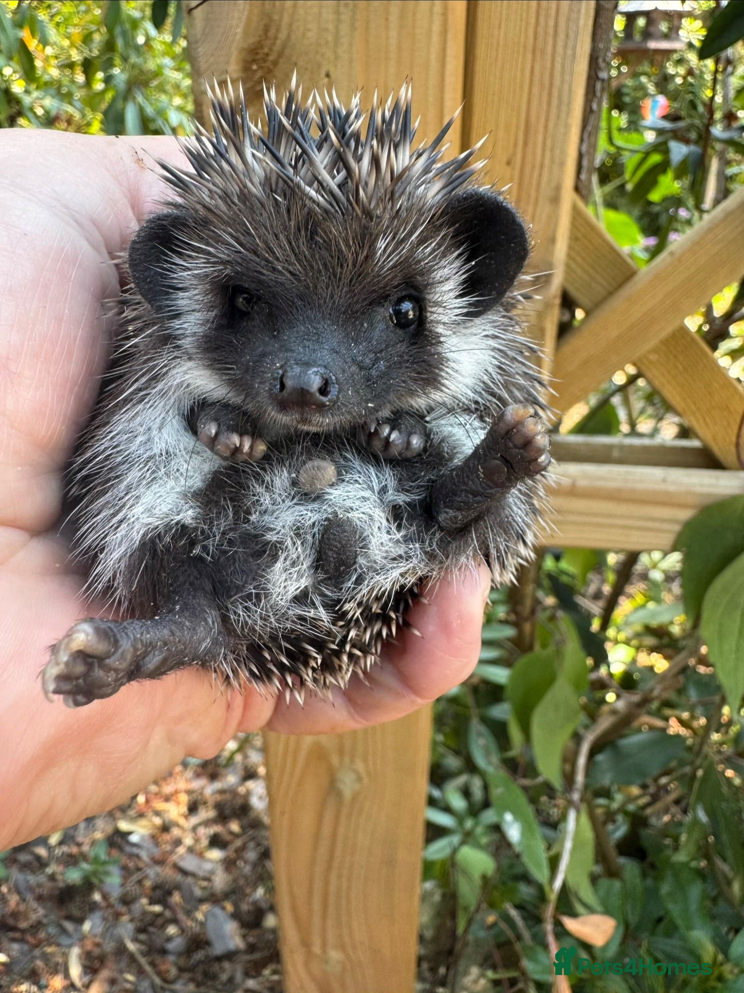 Pygmy Hedgehog rodents 8wk old litter of APH hoglets seeks 5* homes/READY - Advert 2