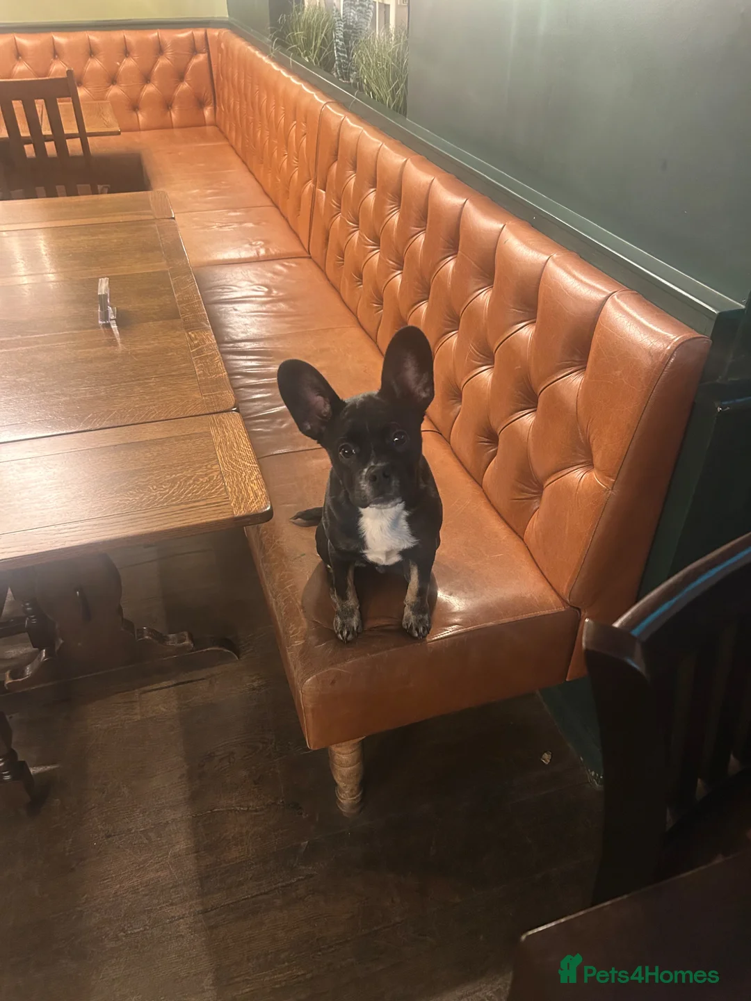 Mixed Breed dogs for sale: Frenchie Terrier (6 months) in Dunstable - Advert 7