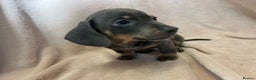 Miniature Dachshund dogs for sale: Miniature dachshunds (pink carriers)  - Advert 14