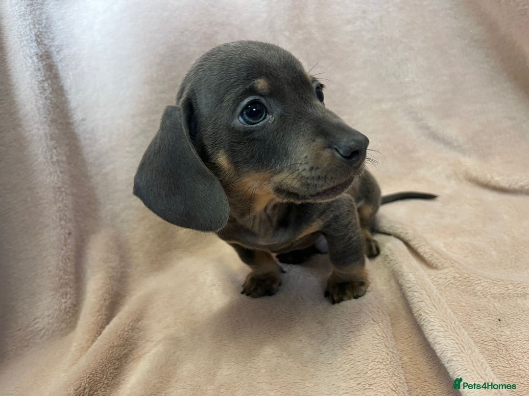 Miniature Dachshund dogs for sale: Miniature dachshunds (pink carriers)  - Advert 14