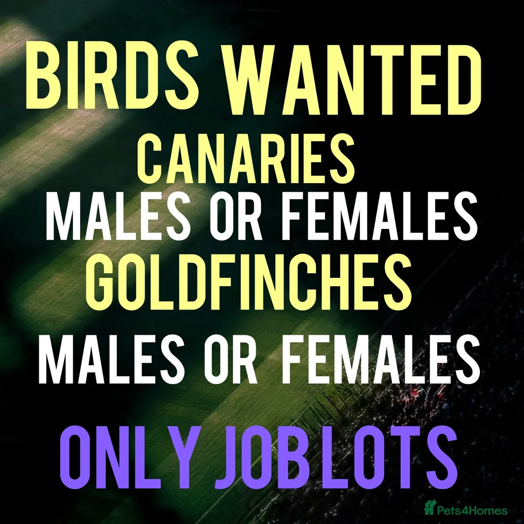 Canaries birds for sale: Birds wanted  - Advert 1