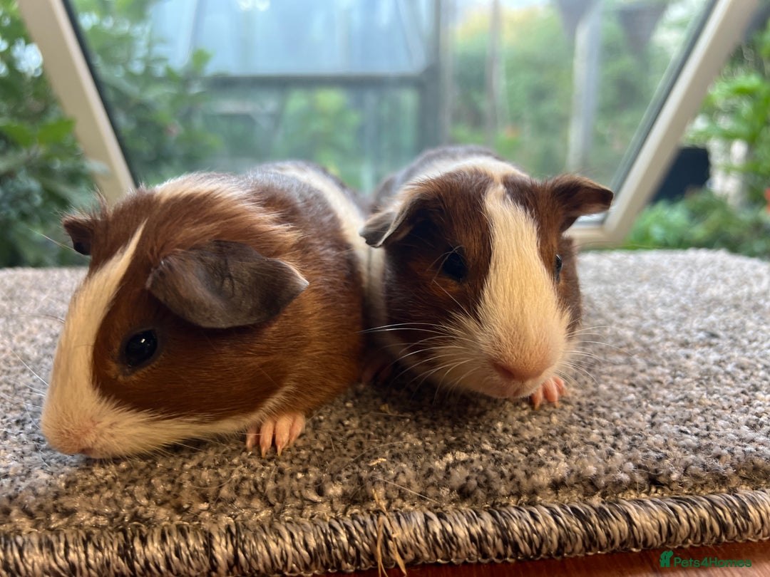 Guinea Pig rodents for sale: Pair of bonded brothers  - Image 11